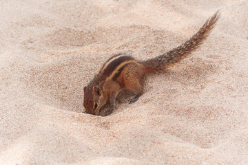 Funny Little Chipmunk on Sand Beach.