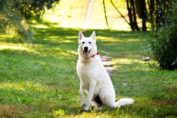 White Swiss shepherd dog