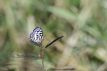 Common Pierrot  Butterfly on leaves with sunlight