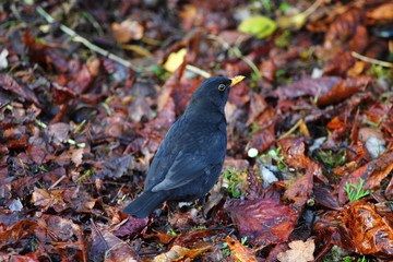 Thrush or common blackbird seating on the floor. Brown, wet, fallen  foliage in german garden. Dark colored autumn image.