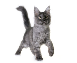maine coon kitten © cynoclub
