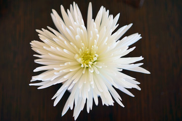 A giant Tokyo white and yellow chrysanthemum flower in a bud vase