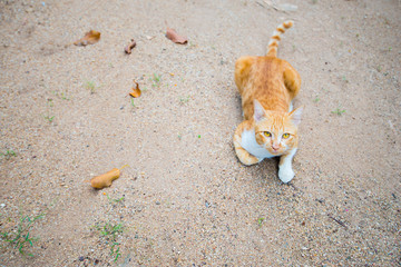 The cat were lying on the sand, their face and eye staring suspi