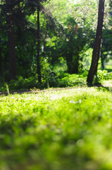 Fototapeta premium Summer background with grass