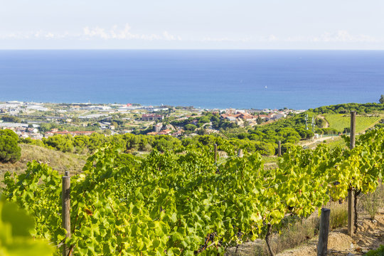 Alella vineyards