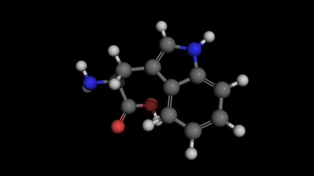L-tryptophan ball and stick molecule model rotating. Tryptophan is an essential amino acid
