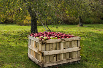 Apple Farm, a box full of apples. - 182425006