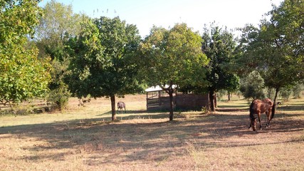 cavalli all'aperto