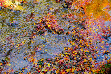 red maple leaves in autumn