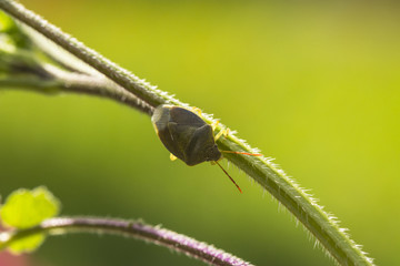 Insect on grass