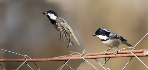 Coal tit is on the fence and is preparing to take off