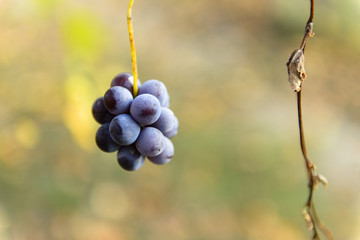Small bunches of grapes left in the vineyard after harvest in the late autumn, at the bottom the colorful landscape is blurry