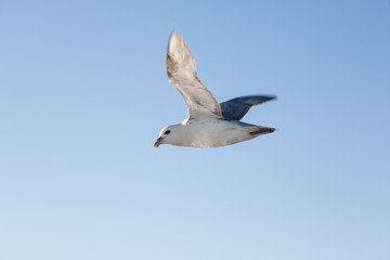Seabird flying back home