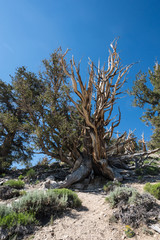 Ancient Bristlecone Pine Forest in the White Mountains of California in the Eastern Sierra Nevada, outside of Big Pine