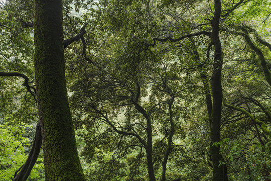 Holm Oaks, lat. Quercus ilex, steep forest at Eremo delle Carceri, woods above Assisi, Monte Subasio, St. Francis of Assisi, Via Francigena di San Francesco, St. Francis Way, Assisi, province of Perugia, Umbria, Italy, Europe