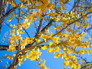 Tree of ginkgo biloba with yellow leaves