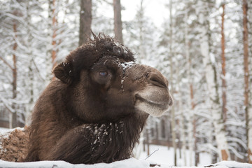 camel snow winter on the farm in Siberia