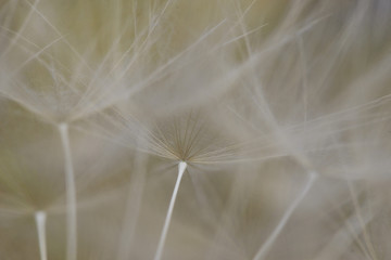 dandelion seeds close up macro shoot. detail of a dandelion flower. macro dandelion seed detail on a bright background.