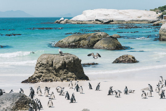 viele Pinguine am traumhaft schönen Boulders Beach in Kapstadt in Südafrika