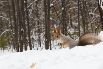 Naklejka na ściany i meble squirrel in the snow near the tree