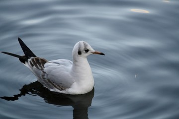 Mouette