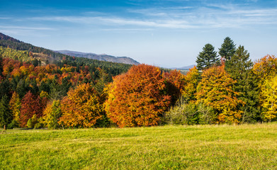 Fototapeta premium forest with red foliage on grassy hillside. beautiful landscape of Carpathian mountains in autumn