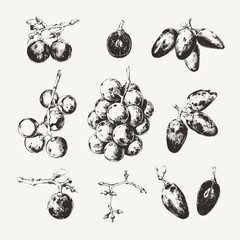 Collection of ink drawn grape