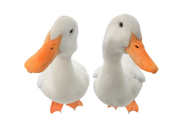   two duck
