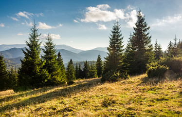 Fototapeta na wymiar spruce forest on grassy hills in sunset light. gorgeous autumn scenery in Bihor mountains of Romania