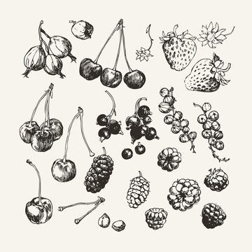 Ink drawn collection of berries