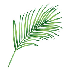 Watercolor painting coconut, palm leaf,green leave isolated on white background.Watercolor hand painted illustration tropical exotic leaf for wallpaper vintage Hawaii style pattern.With clipping path