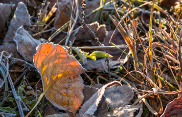 fallen foliage on a green grass covered with frost. lovely autumn nature background