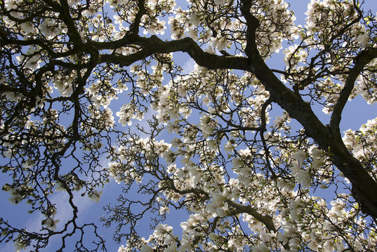 Magnolia blossom, Magnolia x soulangeana, Germany, Europe