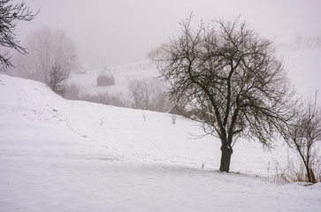 Fototapeta na wymiar naked tree on snowy rural hillside in fog. gloomy countryside winter scenery