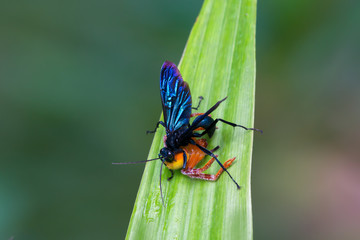 Insect of prey.Blue insect catching orange crab on green leaf at mangrove forest southern Thailand.