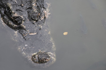 close up of a head crocodile in the water