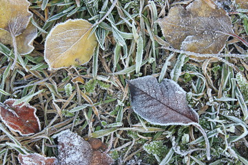 Early winter texture. Frozen leaves has fallen down on the grass. Selective focus