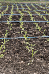 Grow up young salad rows of agricultural farming field, landscape
