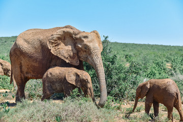 Elefantenfamilie in Südafrika ganz nah. Elefanten in frei Wildbahn.