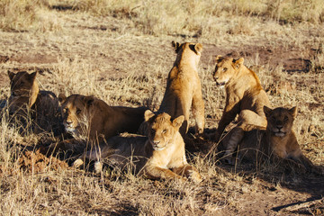 Female Lions in Serengeti
