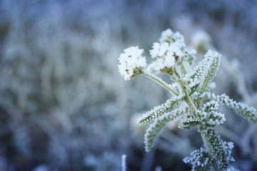 Winter morning texture. Beautiful frozen plant, copy space. Minimalism effect. Blue toning