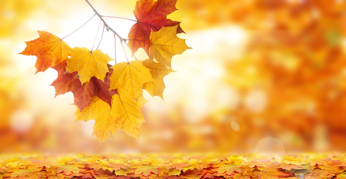 maple leaves on autumn background