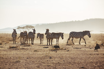 Serengeti Migration