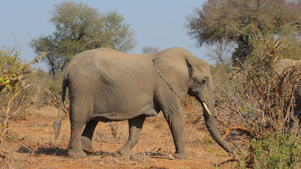 Elefante en el Parque Nacional Kruger, Sudáfrica