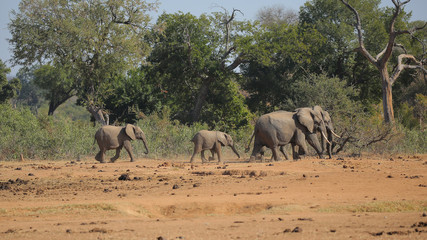 Elefante en el Parque Nacional Kruger, Sudáfrica