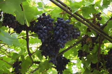 Large clusters of grapes