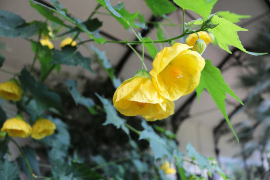 Abutilon yellow flower canary bird
