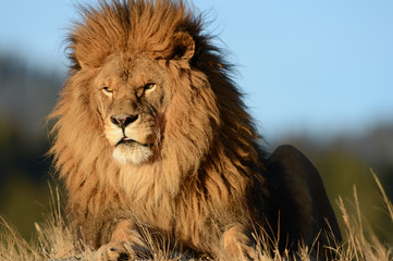 Different close up view of a lion head 