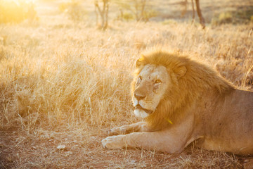 Male Lion in Serengeti Close-up