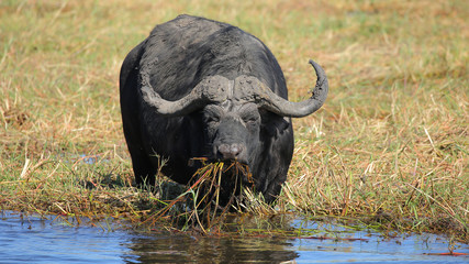 Búfalo en el Río Cuando, Parque Nacional de Chobe, Botswana